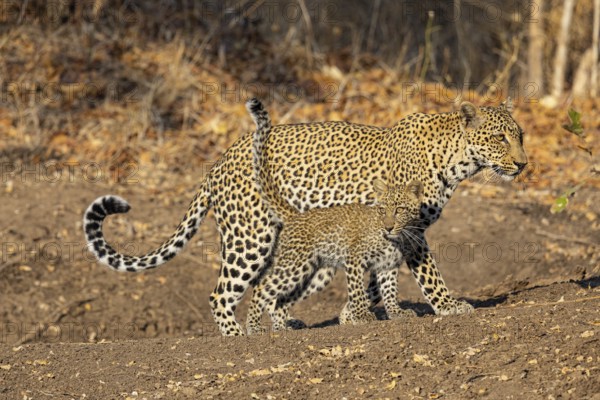 Leopard (Panthera pardus) female with 4 month old cub Zambia