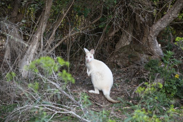 Rare white wallaby in the wild of Tasmania. Albino Bennett Wallaby at the edge of the forest on