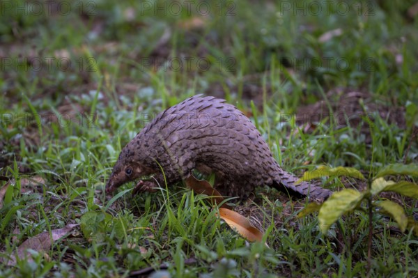 Pangolin on the ground, white-bellied pangolin (Phataginus tricuspis, Manis tricuspis), Western