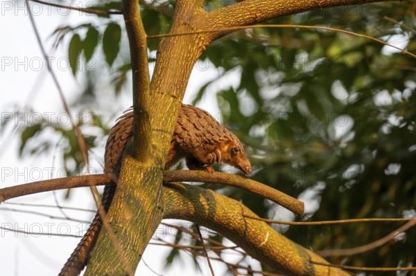 Pangolin climbing a tree, white-bellied pangolin (Phataginus tricuspis, Manis tricuspis), Western