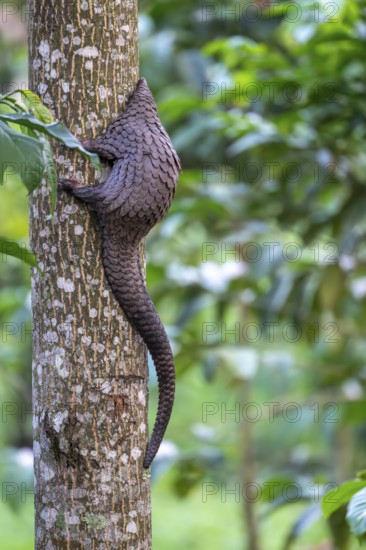 Pangolin climbing a tree, white-bellied pangolin (Phataginus tricuspis, Manis tricuspis), Western
