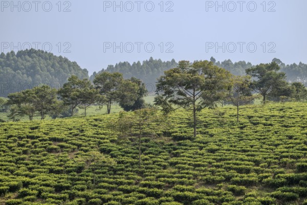 Tea plantation in the mountains, western region, Uganda