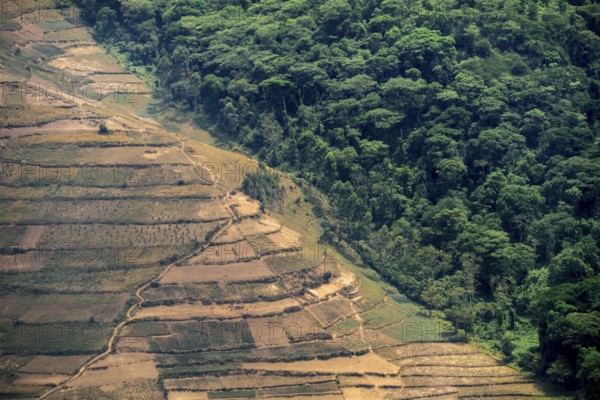 Contrast between forest and farmland, symbolic image of deforestation, loss of rainforest, jungle,