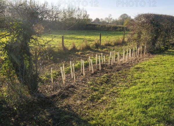 Saplings planted in protective tubes to regrow gap in hedgerow, Sutton, Suffolk Sandlings, Suffolk,