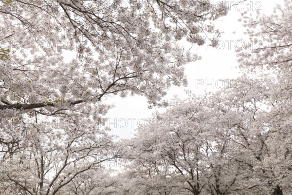 White-blooming cherry trees in spring on Rose Island in Bad Kreuznach, Germany