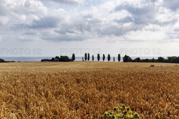 Golden brown, ripe wheat field in summer, dead ripe, Ertholmene, pea islands on the horizon,