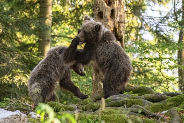 European brown bear (Ursus arctos arctos), two young animals playing in the forest, Dolenjska