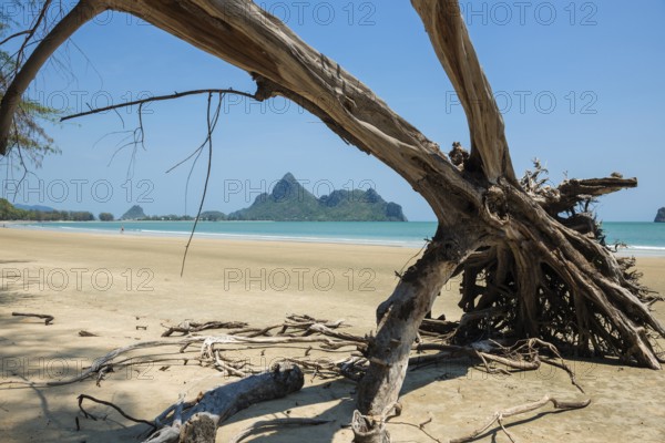 Lonely beach and ironwood trees, Casuarina Equisetifolia, Ao Manao Beach, Prachuap Khiri Khan,