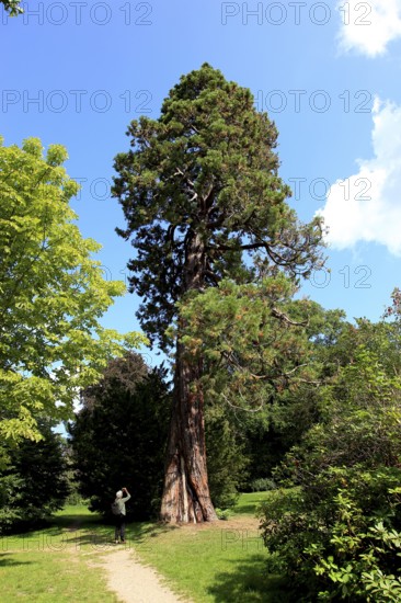 Giant sequoia, Sequoiadendron giganteum, in Putbus Castle Park on the island of Rügen,