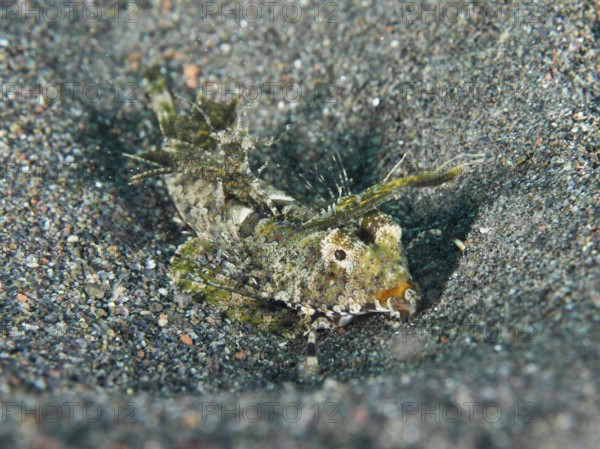 An exotic fish, finger lyrefish, giant lyrefish (Dactylopus dactylopus), lies on a sandy seabed.