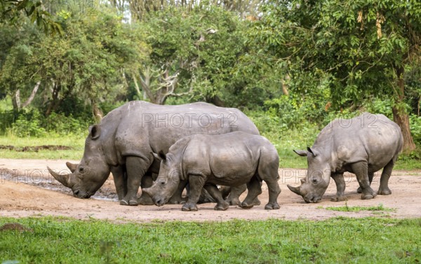Southern white rhino (Ceratotherium simum simum), several animals at a watering hole, Ziwa Rhino