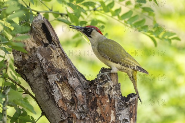 Greeting woodpecker (Picus viridis), female, sideways, on tree trunk, Kiskunsag National Park,