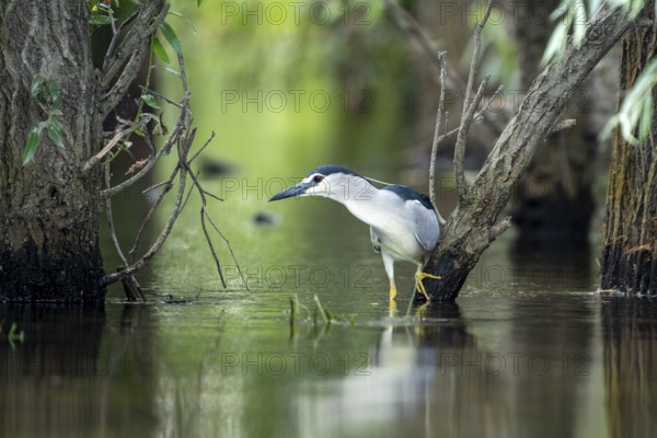 Night heron (Nycticorax nytricorax), bird, in water, Danube Delta Romania