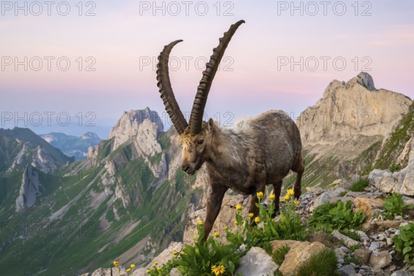 Steinbock (Capra ibex) in front of mountain panorama, male, Alpstein, Appenzell, Switzerland