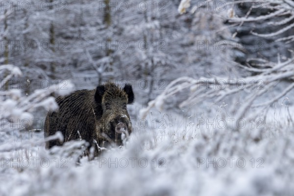 Wild boar boar (Sus scrofa) during mating season, looking for streams in winter landscape,