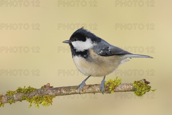 Pine tit (Periparus ater) sitting on moss-covered branch, wildlife, animals, birds, tit,