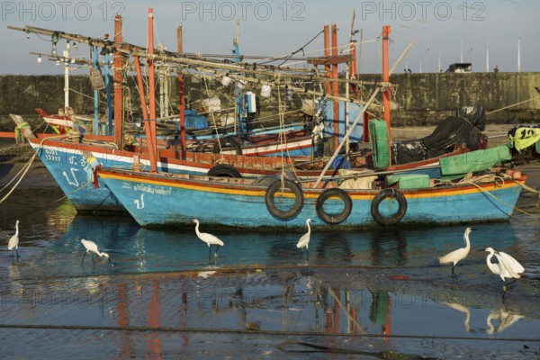 Colorful fishing boats and herons in harbor, sunset, Hua Hin, Prachuap Khiri Khan, Central