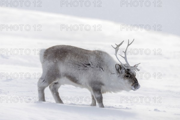 Svalbard reindeer (Rangifer tarandus platyrhynchus) adult in thick winter coat foraging on snow