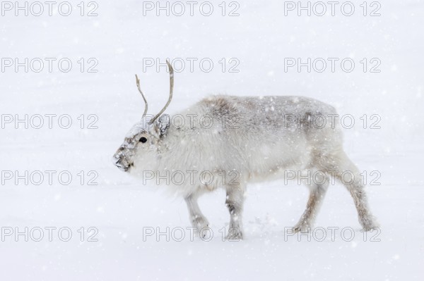 Svalbard reindeer (Rangifer tarandus platyrhynchus) adult in thick winter coat during snowfall on