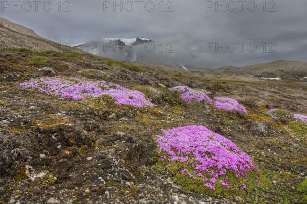 Moss campion, cushion pink (Silene acaulis) in flower in summer on the arctic tundra, Svalbard,
