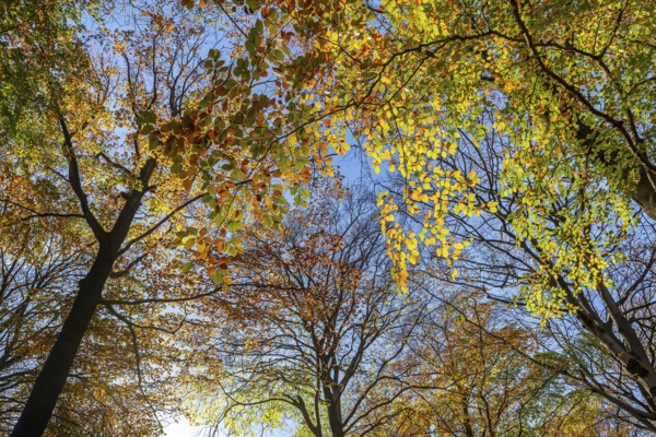European beeches, common beech trees (Fagus sylvatica) with foliage in yellow and brown autumn