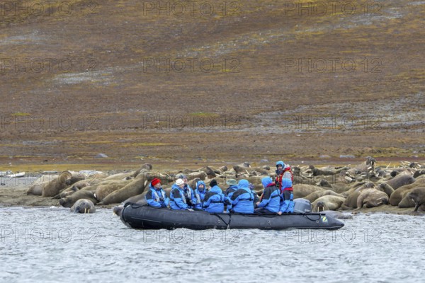 Ecotourists, eco-tourists in Zodiac boat observing walruses (Odobenus rosmarus) resting on beach