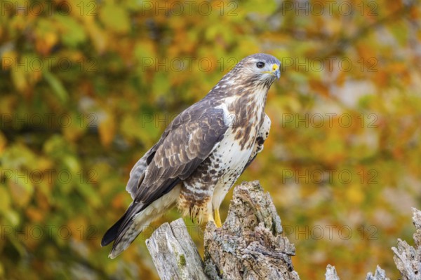 Common Buzzard (Buteo buteo) Germany
