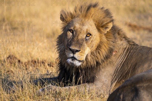 Maned lion (Panthera Leo) lying in grass, savanna, Savuti, Chobe National Park National Park,