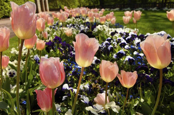Garden tulips (Tulipa gesneriana), tulip bed, pansies in between, garden pansies (Viola