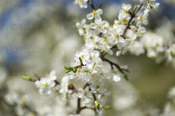Blackthorn (Prunus spinosa) Blossoms flowering in spring, Bavaria, Germany, Europe, Helena,