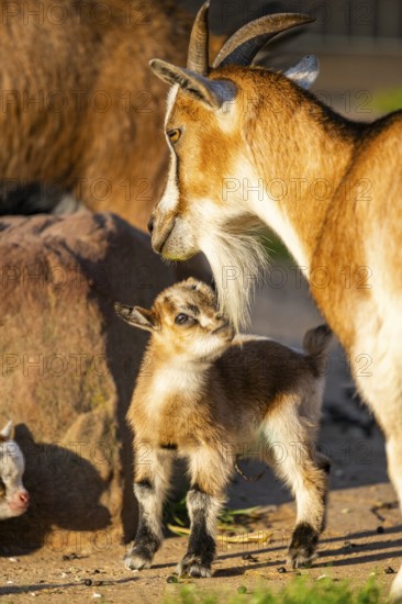 Domestic goat (Capra hircus) mother with her youngster, Bavaria, Germany