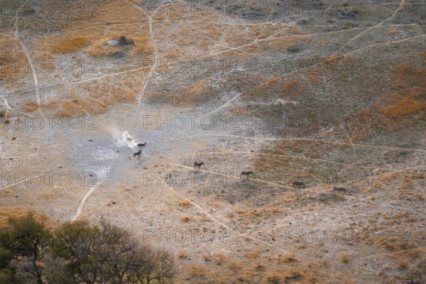 Steppe zebras (Equus quagga) rolling in dust, savanna landscape with yellow grass, aerial view,