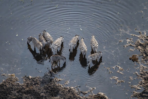 Steppe zebras (Equus quagga) drinking by the river, aerial view, Okavango Delta, Botswana