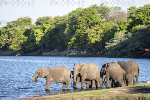 African elephant (Loxodonta africana) drinking in Chobe River, Ihaha, Chobe National Park National
