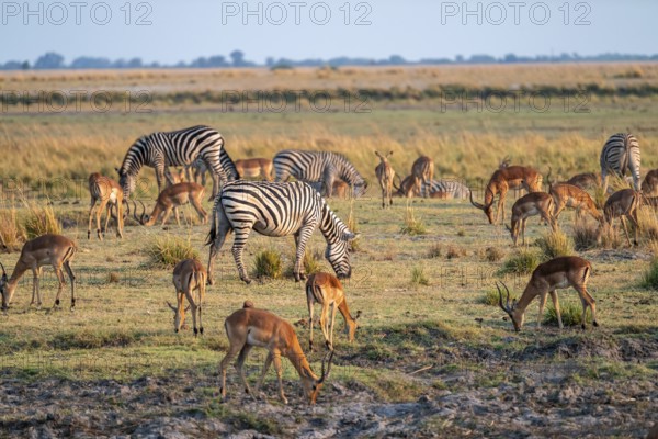Impalas and steppe zebras (Equus quagga), atmospheric lighting, Ihaha, Chobe National Park National
