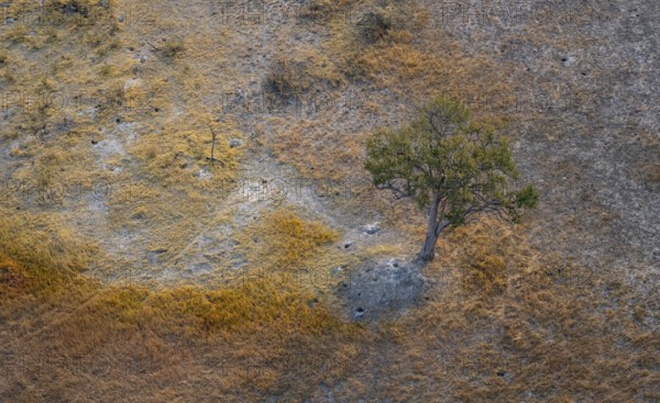 Species tree in the savanna, landscape, aerial view of the Okavango Delta, near Maun, Okavango