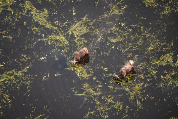 Kaffir buffalo (Syncerus caffer caffer), Two animals drinking in the river, aerial view, Okavango