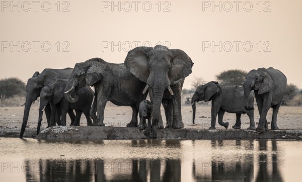 Animal family with baby elephant, African elephants (Loxodonta africana), drinking at the
