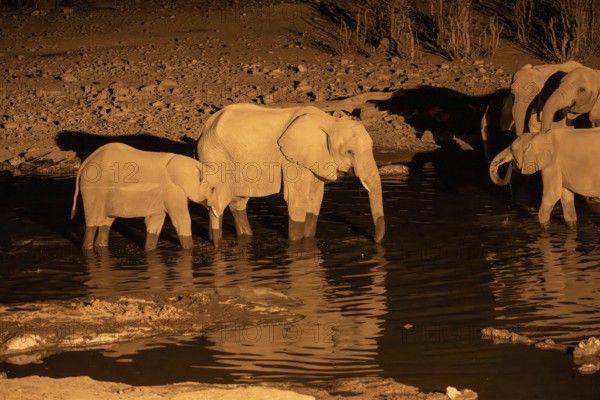 Night view, African elephant (Loxodonta africana), at Halali waterhole, Etosha National Park,