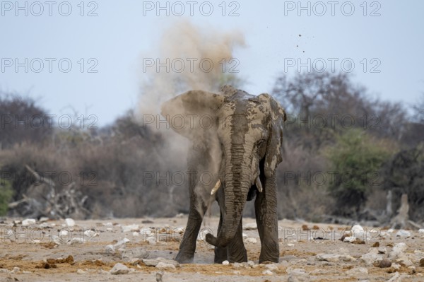 African elephant (Loxodonta africana), taking a mud bath and dusting, Etosha National Park, Namibia