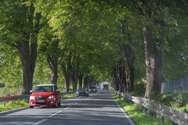 Lindenallee (Tilia) on the B4, Rehna, Mecklenburg-Western Pomerania