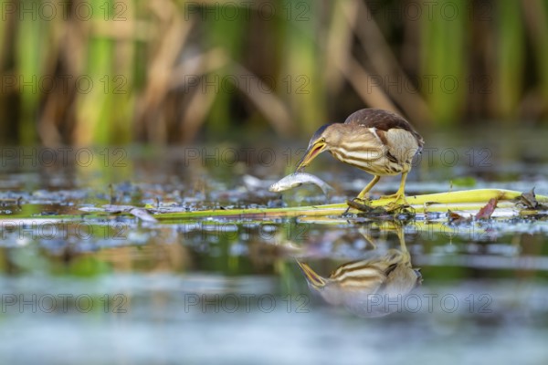 Little Bittern (Ixobrychus minutus), in reeds, with fish in its beak, Race, Slovenia
