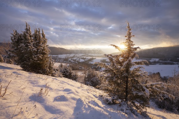 Christmas tree in the golden evening light of sunset Christental, Nenningen, Donzdorf,