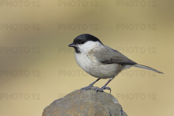 Swamp tit, (Parus palustris), sitting on a rock, autumn, wildlife, animals, tit family, songbird,