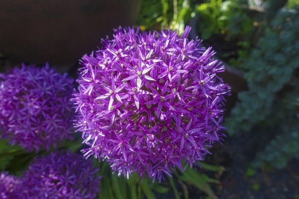 Leeks (Allium), ornamental garlic, large beautiful flowers, purple globes, flowers, plants,