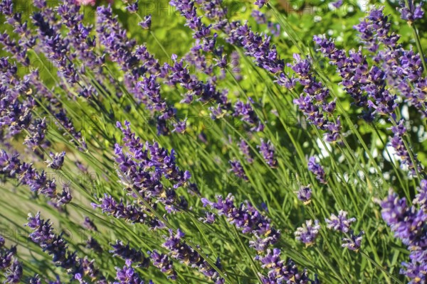 Lavender (Lavandula angustifolia), narrow-leaved lavender, ornamental plant, medicinal plant,