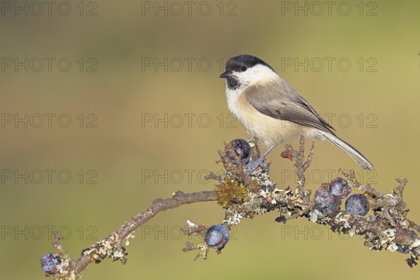 Willow tit (Parus montanus), sitting on a branch in a blackthorn bush, (Prunus spinosa), sloes,