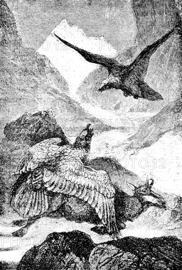 Two lamb vultures have cut chamois, alpine landscape, mountain peaks, alpine glaciers, death, food,
