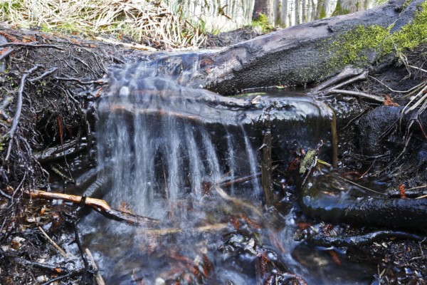 Moor outlet, A clear stream flows over roots and moss in the forest, Peenetal nature park Park,