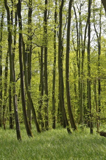 Alder quarry forest in spring, green trees and grass in a quiet forest, Peenetal nature park Park,